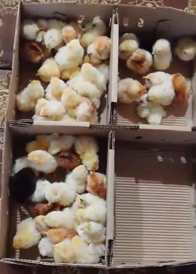 her qisam k Chick's Available hai