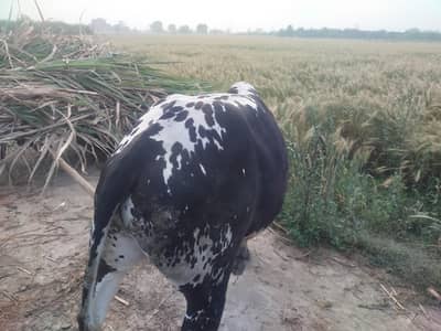 Qurbani k janwar for sale