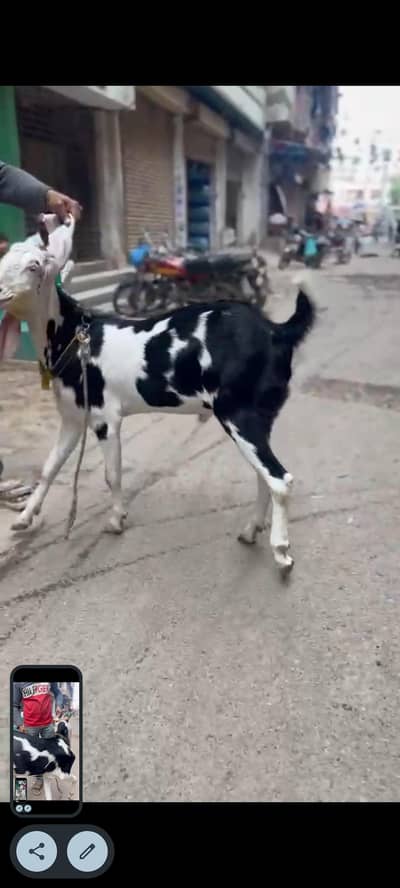 Qurbani Goats