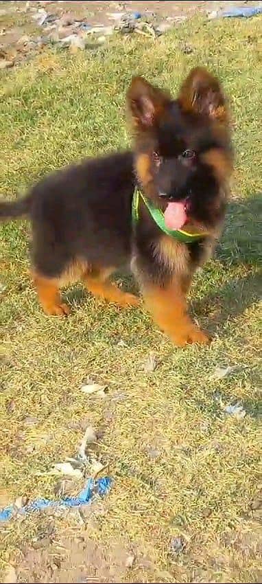 German Shepherd puppies and active vip pure breed Whatsapp 03410623551