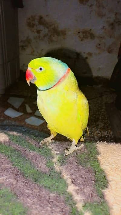 Healthy active and talking parrot for sale