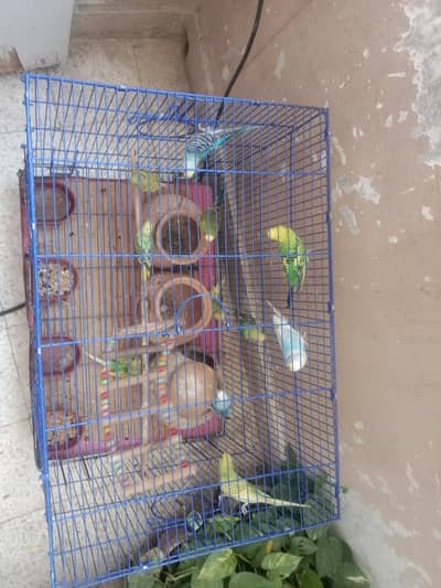 Australian parrot for sale