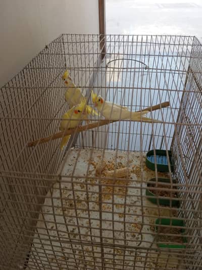 cocktail 2 female aik male