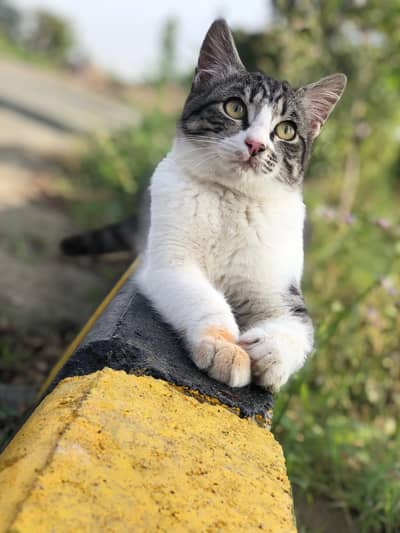 Others Cat hai 7 mahine ka hai Or boht smajh dar hai Ghar ki hai