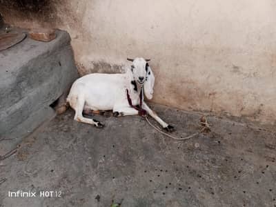 ek bakri 2 baby femal 2 k sat 1 baby male