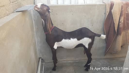 Nawab Shah Bakri 4 teeth