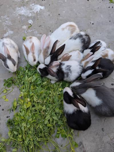 Rabbit For Sale  14 Rabbit