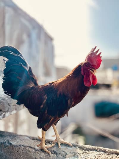 PURE RIR YELLOW BEAK