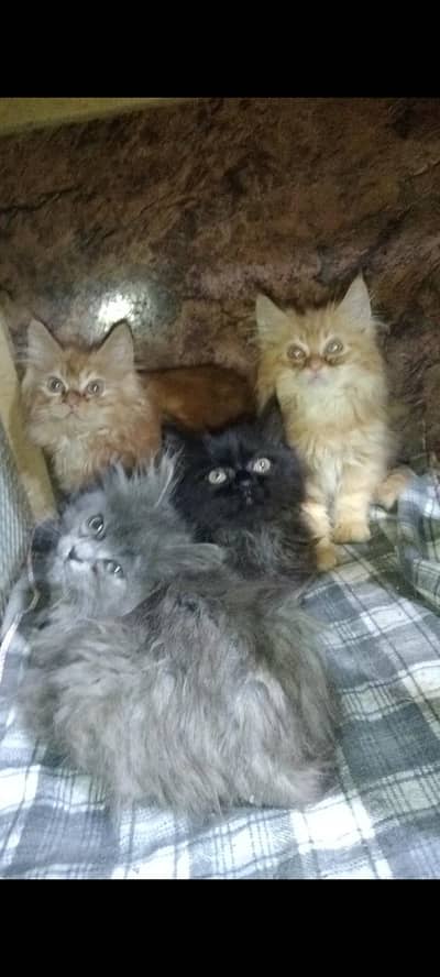 persain kitten available