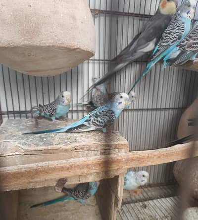 Blue Budgies for sale