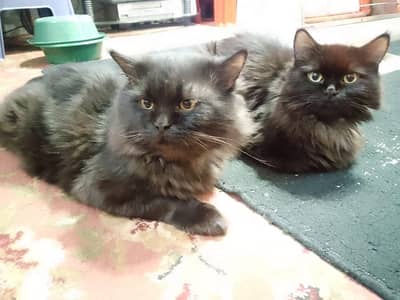 Triple Coated Persian Cats Pair
