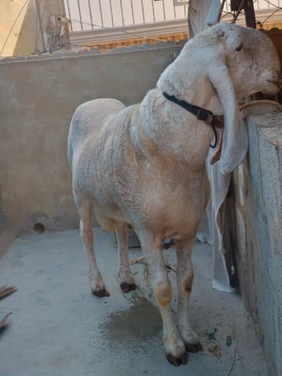 larkana 4 dant time pass walay door  rahain