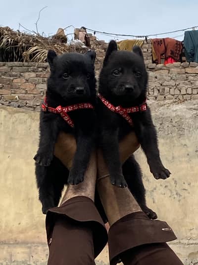 black german shepherd pair available for sale
