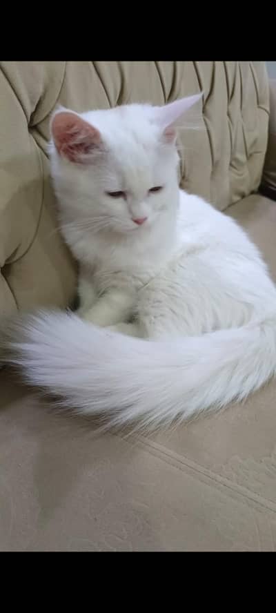 white Persian Cate for sale l