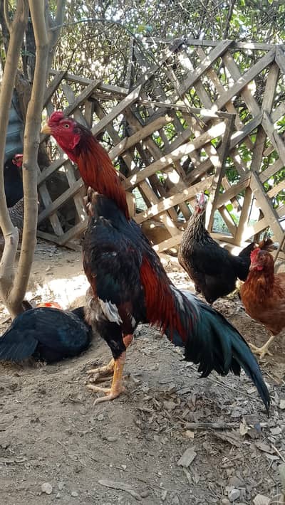 pure Sindhi aseel murga for sale