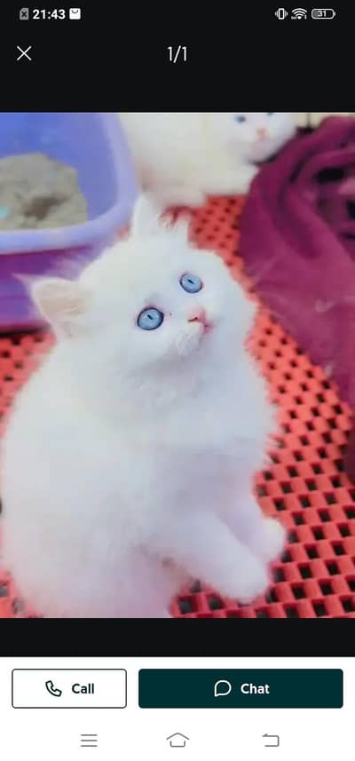 Persian cat for sale male or female my WhatsApp number3313091788