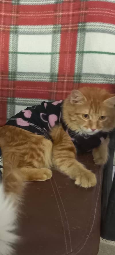 Siberian Ginger Female Cat for Sale !!
