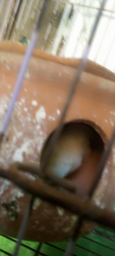 healthy white love birds