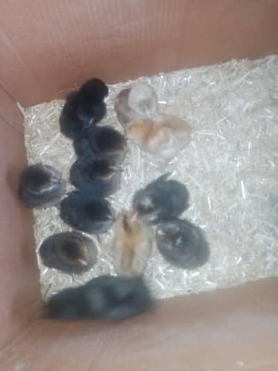 Hen chicks for sale. Location Multan