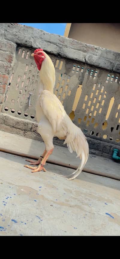 King size shamo male paper white