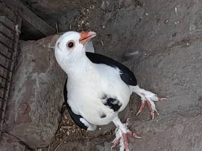 Birds for sale. . . . . Interested people kindly contact