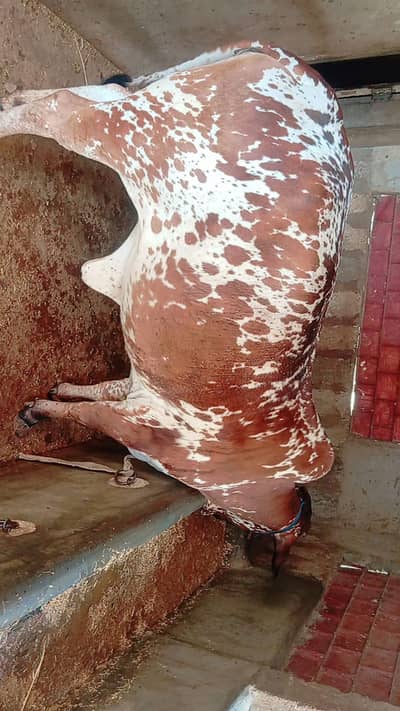 Qurbani 2026 Bachia for sell