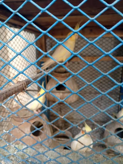 white coack tail   blue persnalta