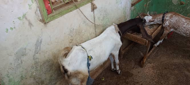 Goats for sale