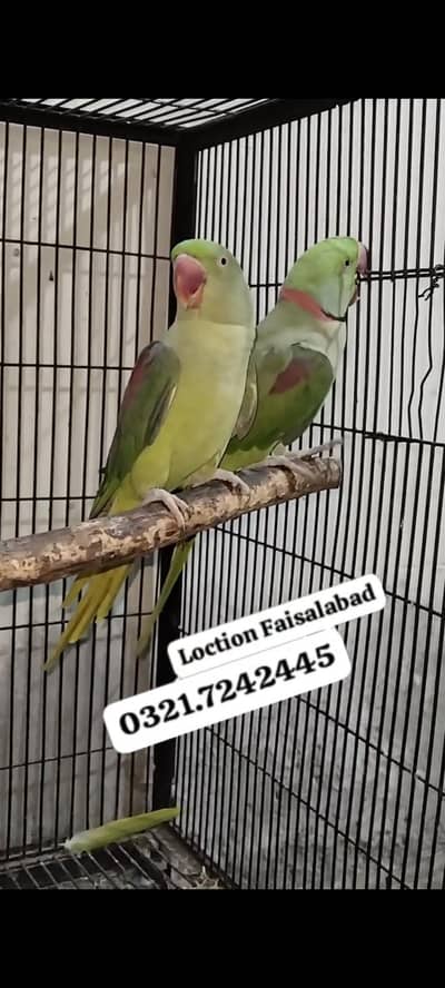 Raw pair + Extra female