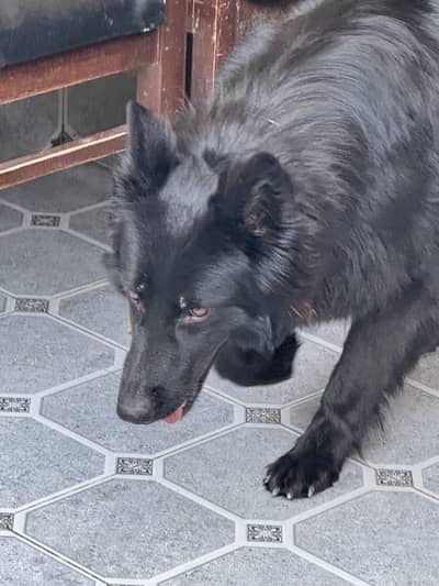 German shepherd black