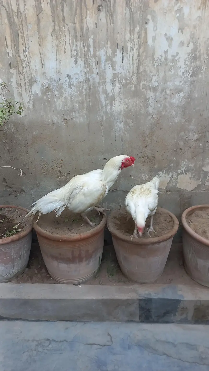 aseel heera pair paper white