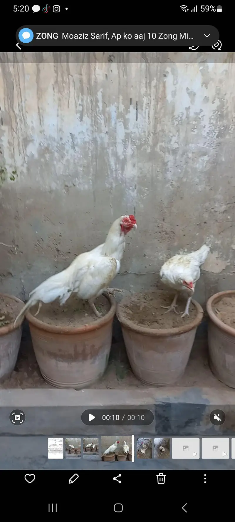 aseel heera pair paper white — photo 2