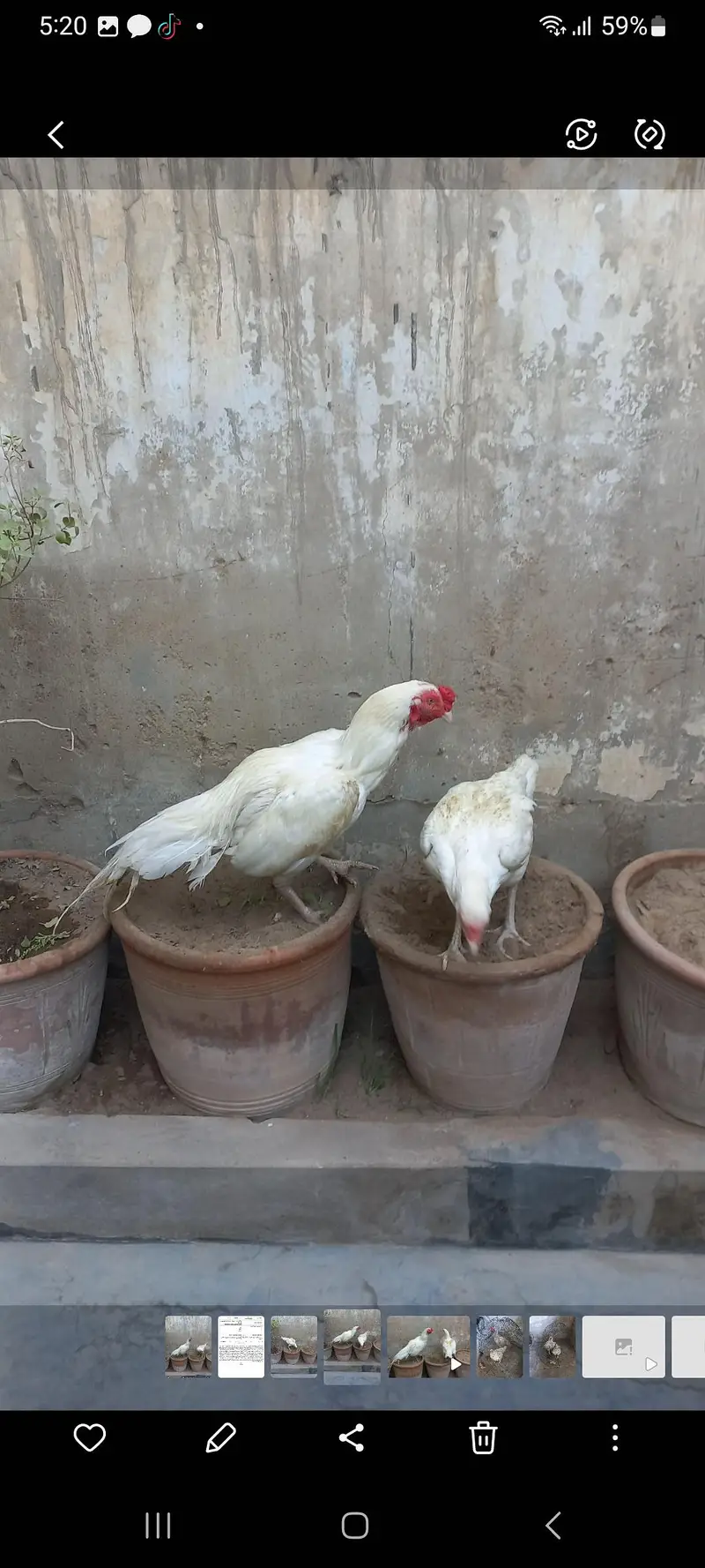 aseel heera pair paper white — photo 3
