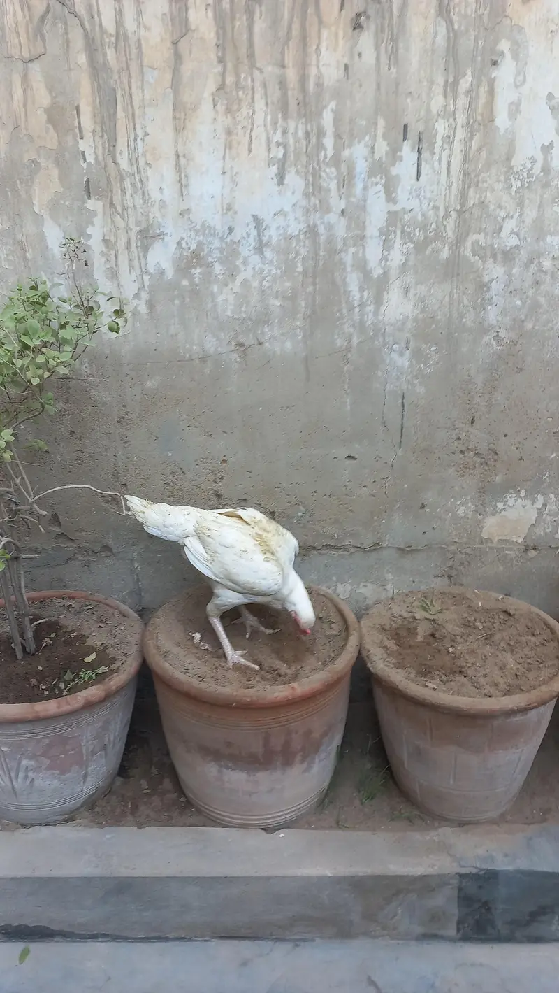aseel heera pair paper white — photo 4