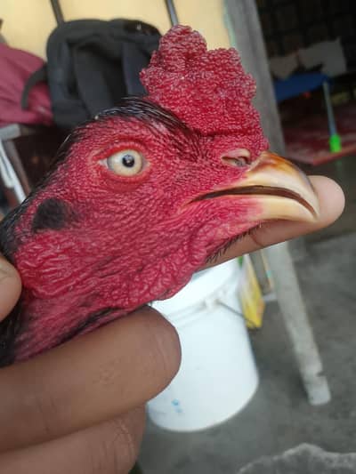 wattsapp number 03445016401