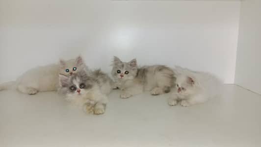 persian kitten vailable 03234102419