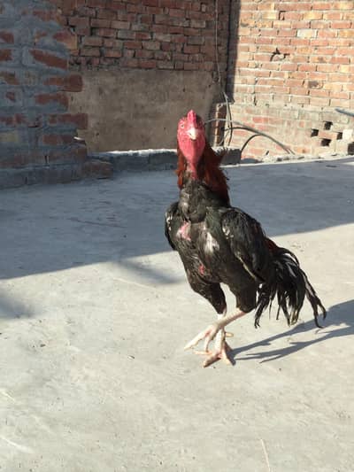 Aseel Mianwali lakha