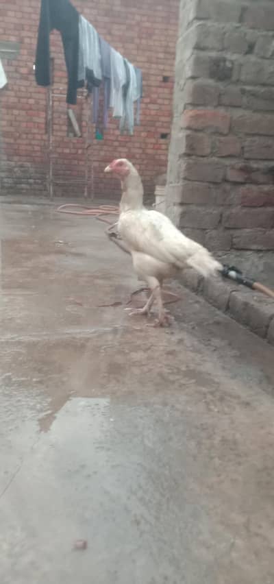 Mazboot Steel body hen