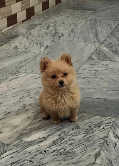 Pomeranian male puppy for sale