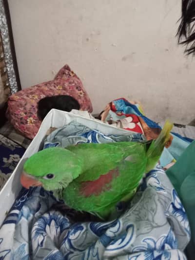 talking parrot hand tame baby