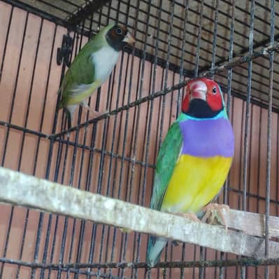 Lady Gouldian Finch