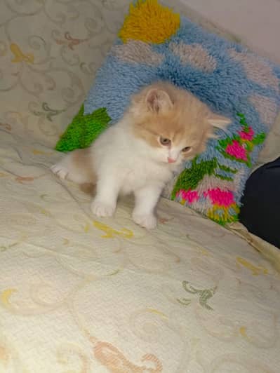 persian kittens