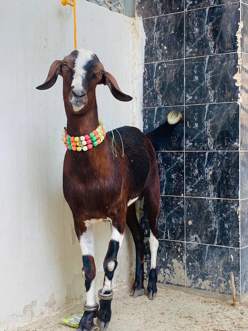 2 dant khassi bakra 0