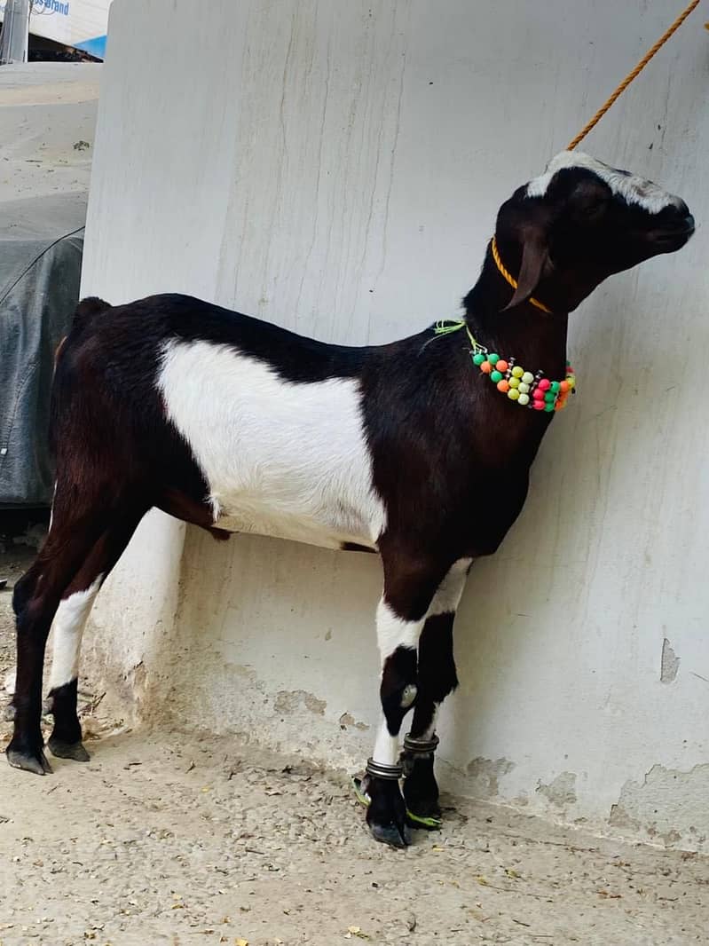 2 dant khassi bakra 1