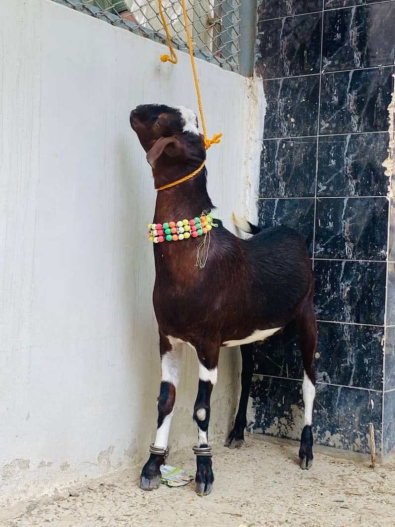 2 dant khassi bakra 2