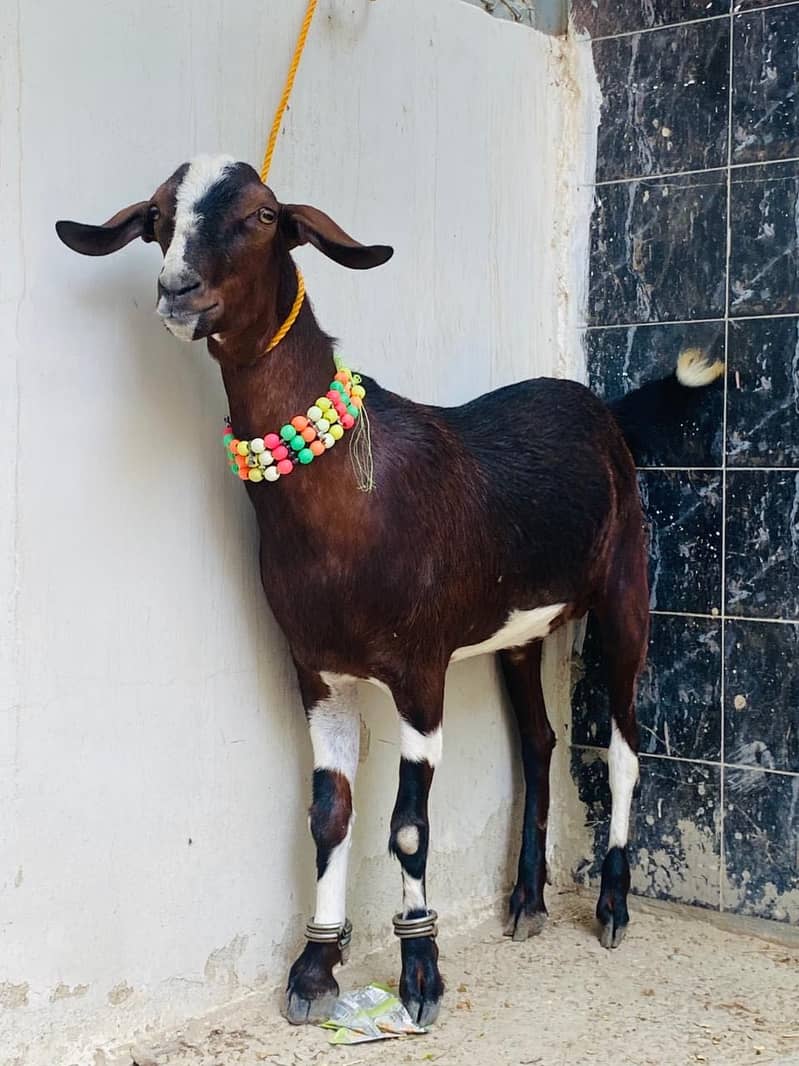 2 dant khassi bakra 3