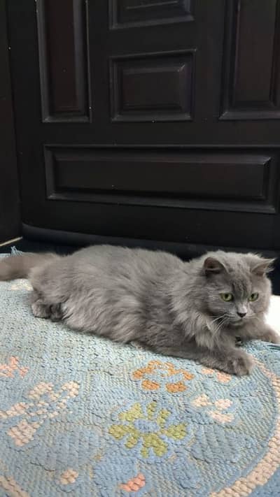 Persian cat
