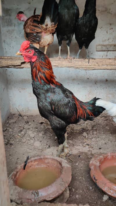 Thai burmi patha  read ful add