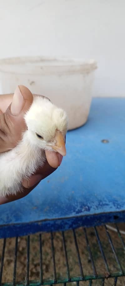 parrot beak chiks or mobile