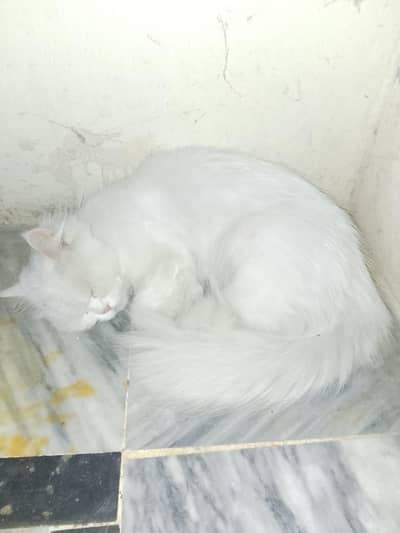 white colour cat male